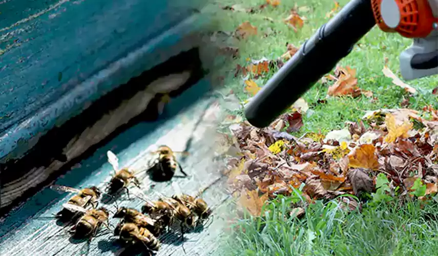 Wasps Pest Control Kennesaw, GA