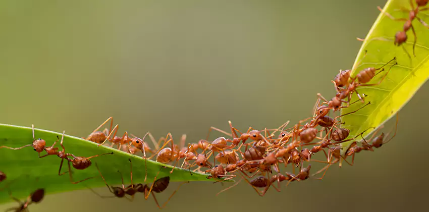 ant-control in Kennesaw, GA