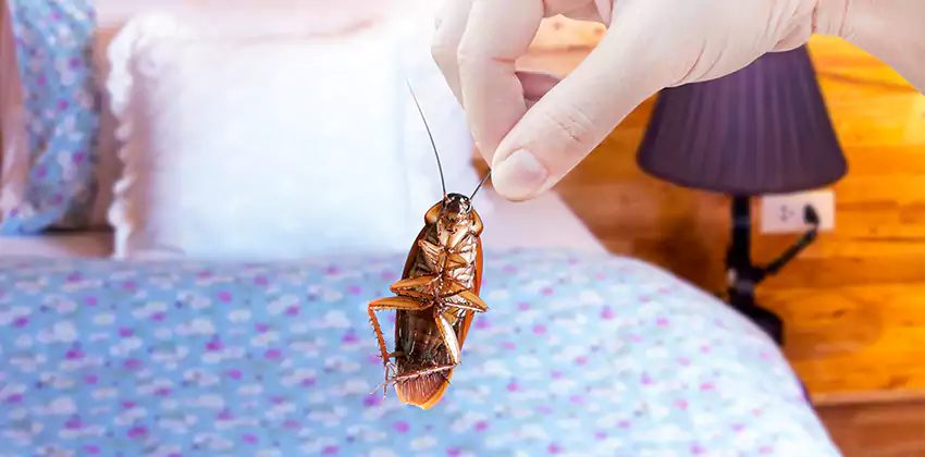 bed-bug-exterminator in Kennesaw, GA