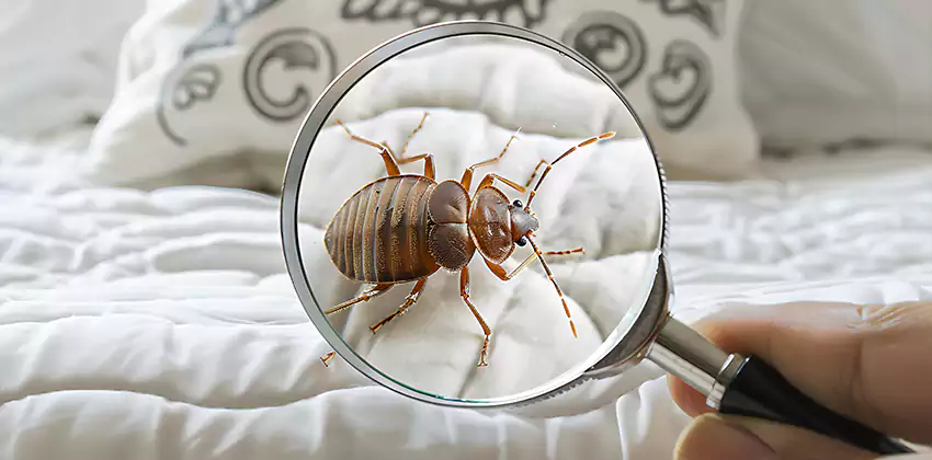 bed-bug-pest-control in Kennesaw, GA