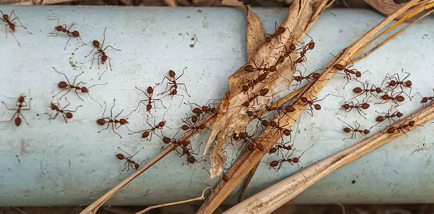 Fire Ant Extermination in Yards, Parks, and Outdoor Spaces Kennesaw, GA