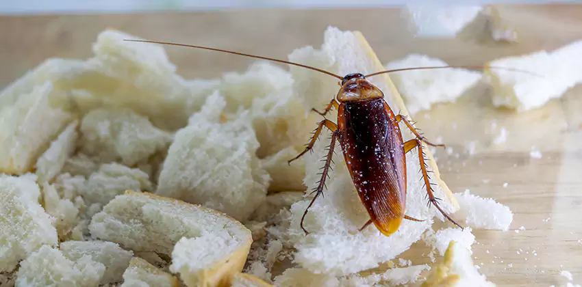 Cockroach Pest Control for Bedrooms in Kennesaw, GA