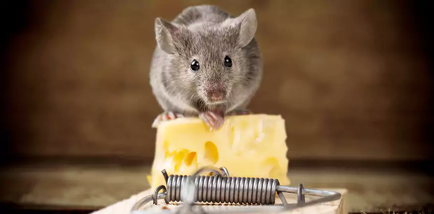 Mice Extermination for Bedrooms in Kennesaw, GA