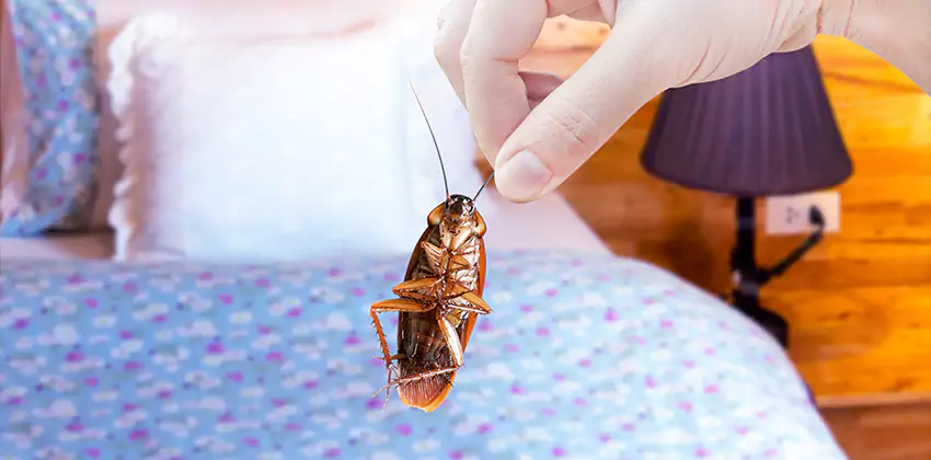 Thrips Treatment for Bedrooms Kennesaw, GA