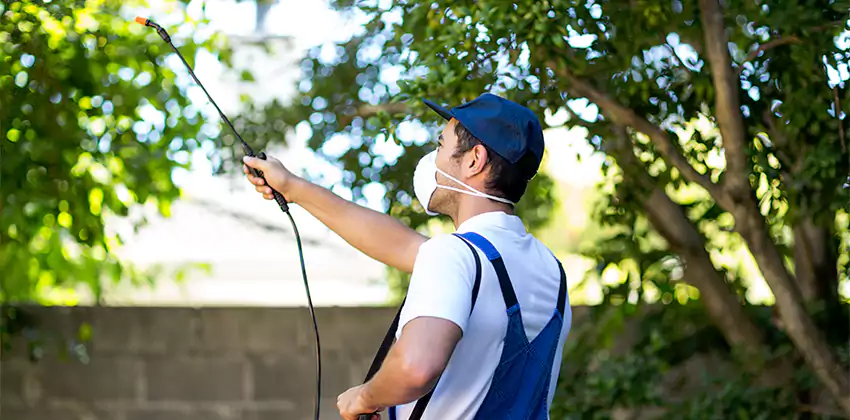 Wasp Control for Bedrooms Kennesaw, GA