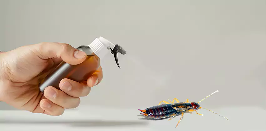 earwig-control in Kennesaw, GA