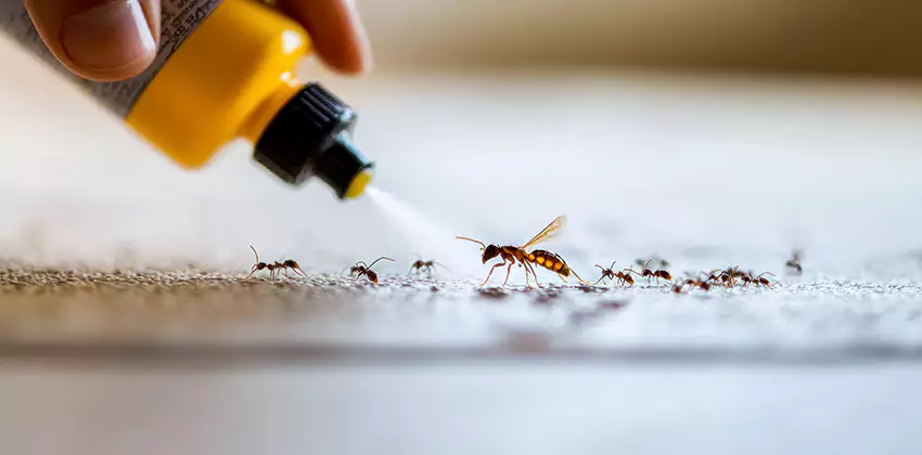 emergency-exterminator in Kennesaw, GA