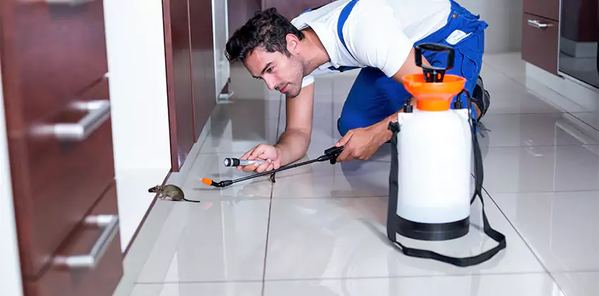 rat-control in Kennesaw, GA