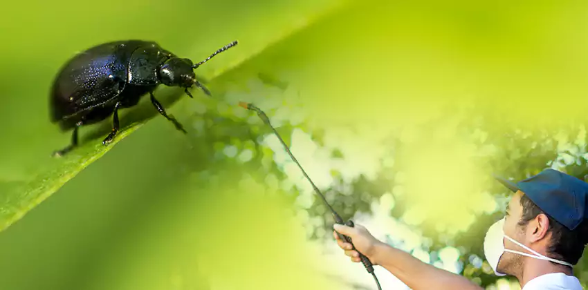 tick-control in Kennesaw, GA