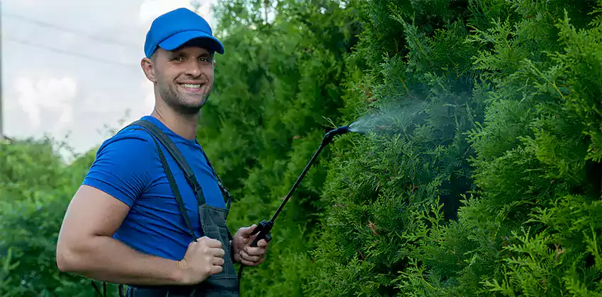 wasp-pest-control in Kennesaw, GA