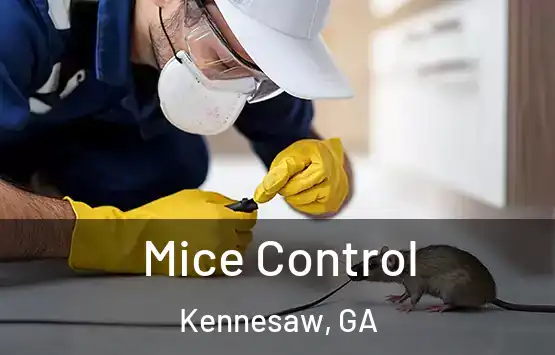  Mice Control Kennesaw, GA