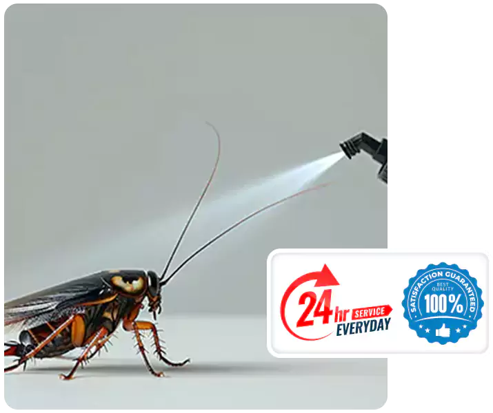 About Cockroach Pest Control Kennesaw